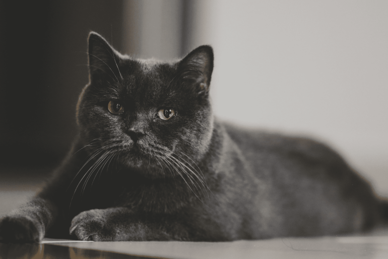 Seeing a Black Cat Spiritual Meaning