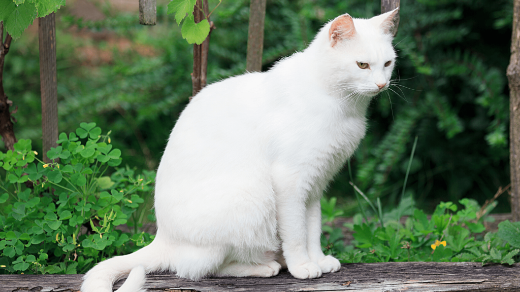 Seeing a White Cat Spiritual Meaning