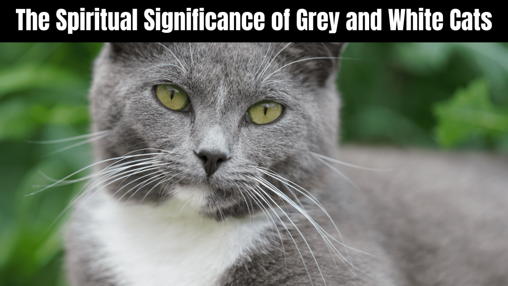 Grey and White Cat Spiritual Meaning