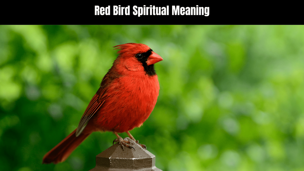 Red Bird Spiritual Meaning