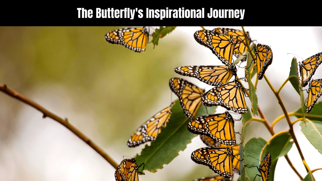 Spiritual Meaning of Butterfly