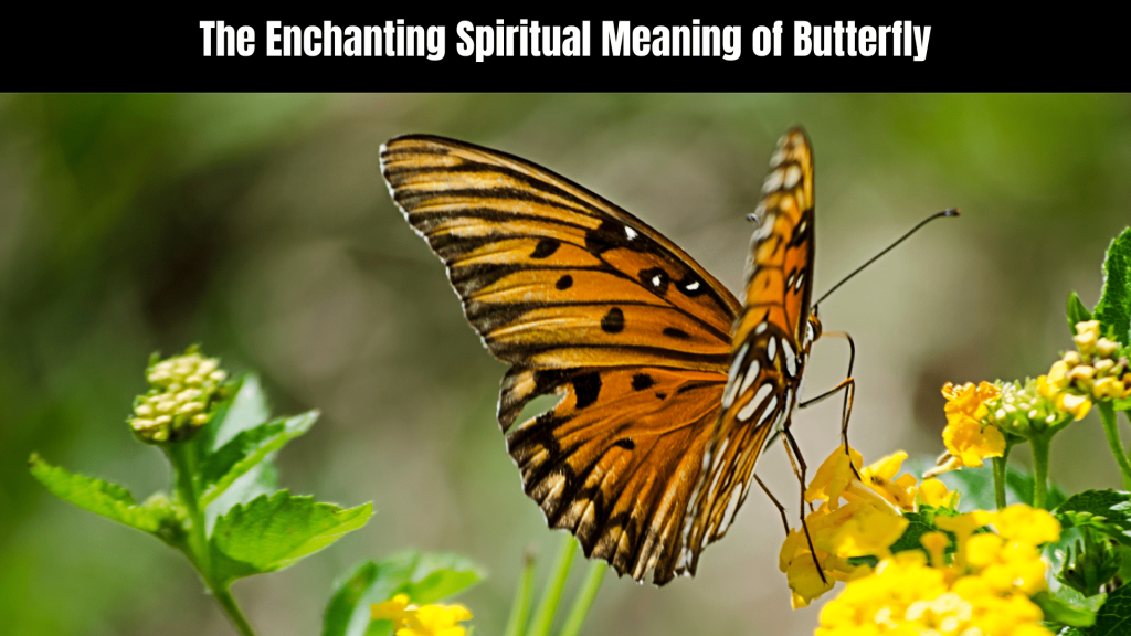 Spiritual Meaning of Butterfly