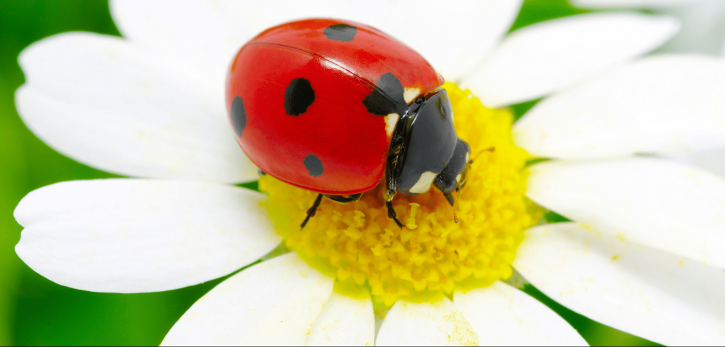 Spiritual Meaning of the Red Ladybug