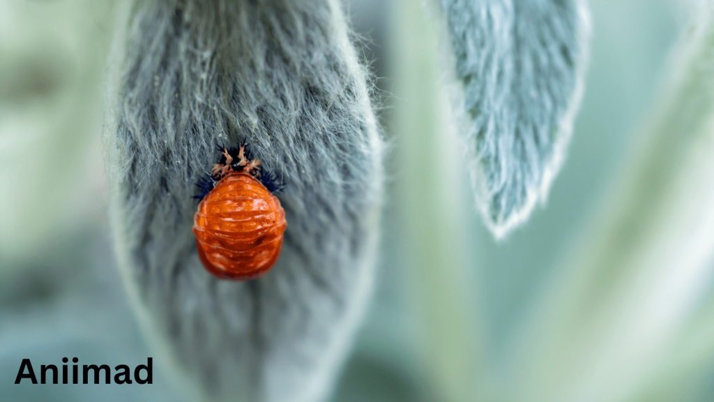 Orange Ladybug Spiritual Meaning