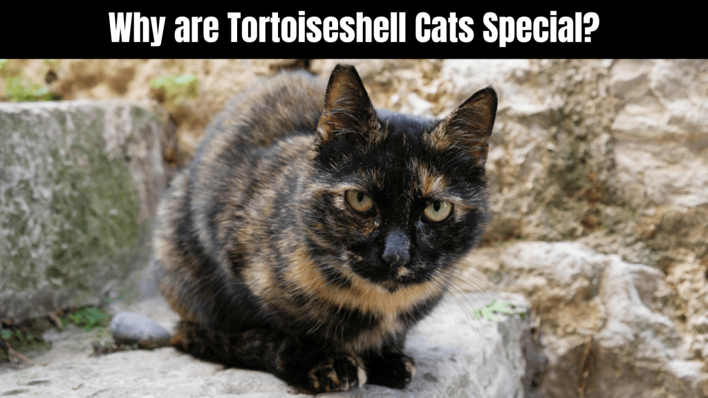 Tortoiseshell Cat Spiritual Meaning