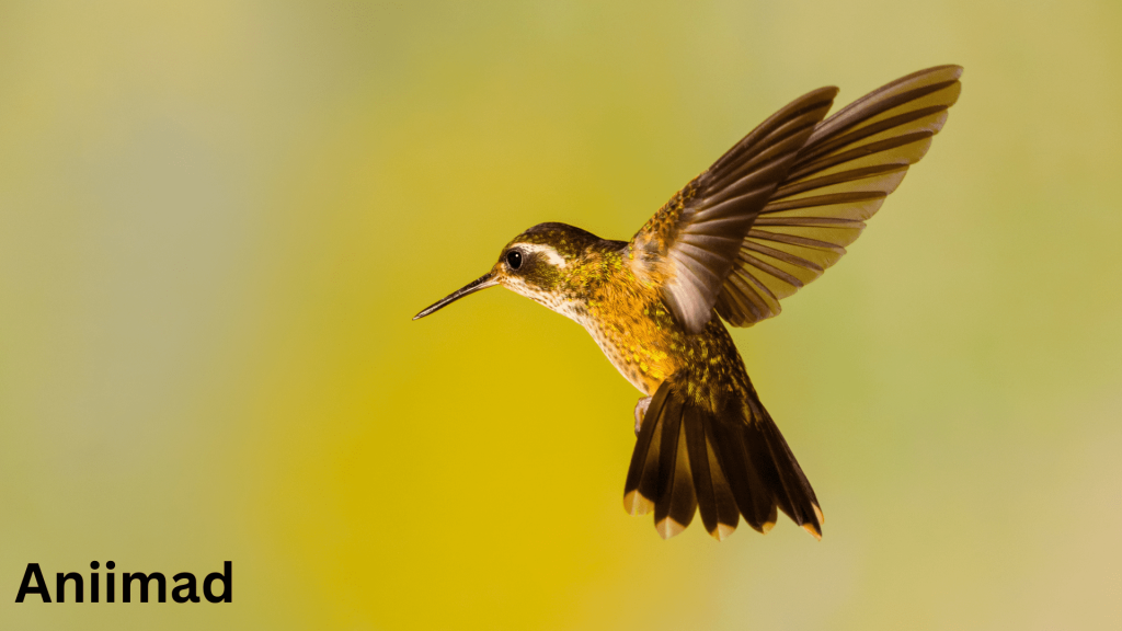 Yellow Hummingbird Spiritual Meaning