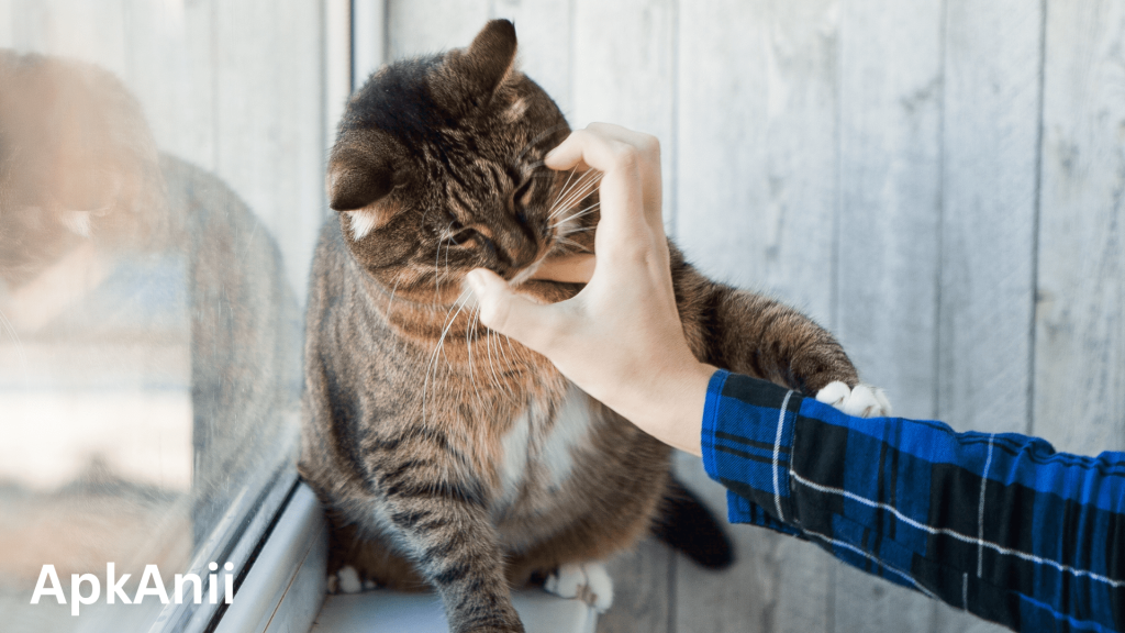 Cat Bite Spiritual Meaning