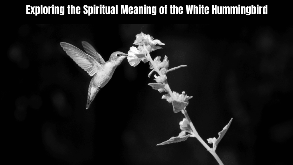 Spiritual Meaning of the White Hummingbird