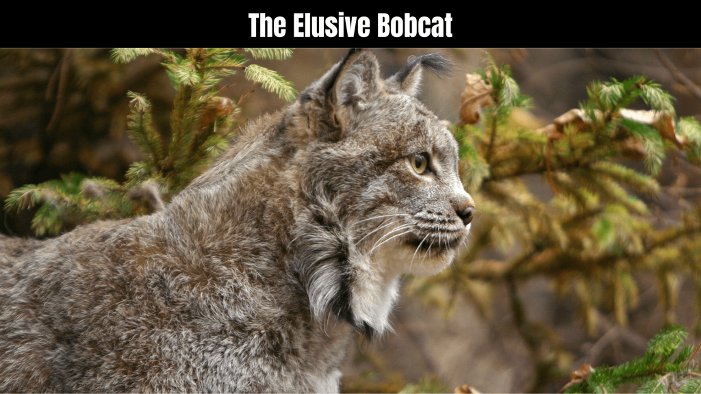 Bobcat Spiritual Meaning