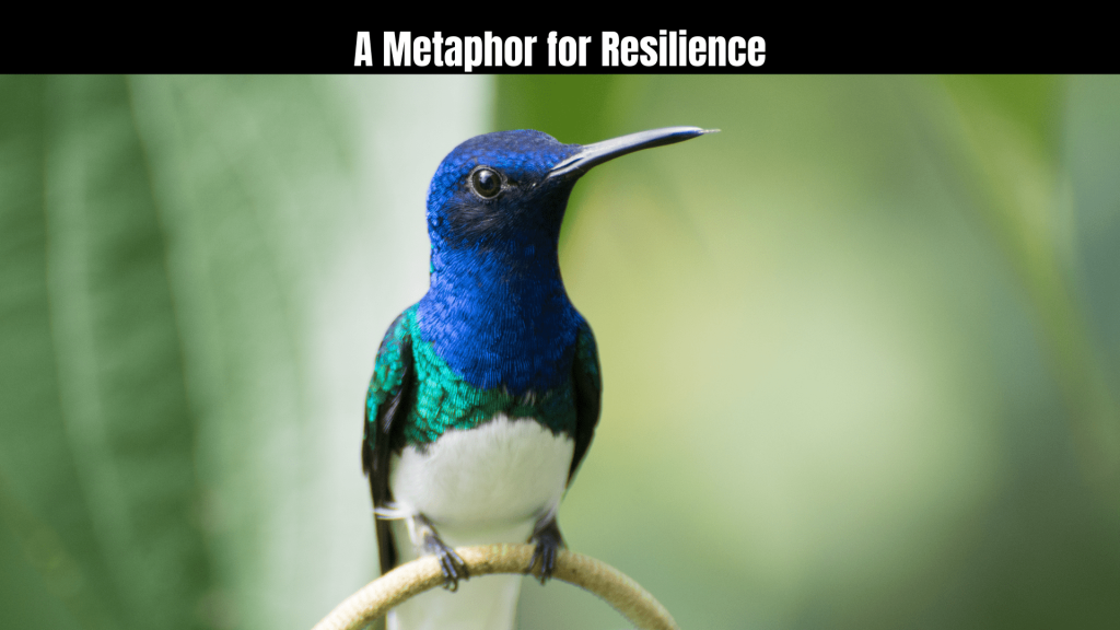 Spiritual Meaning of the Blue Hummingbird