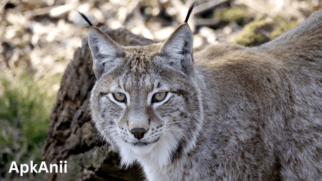 Lynx Cat Spiritual Meaning