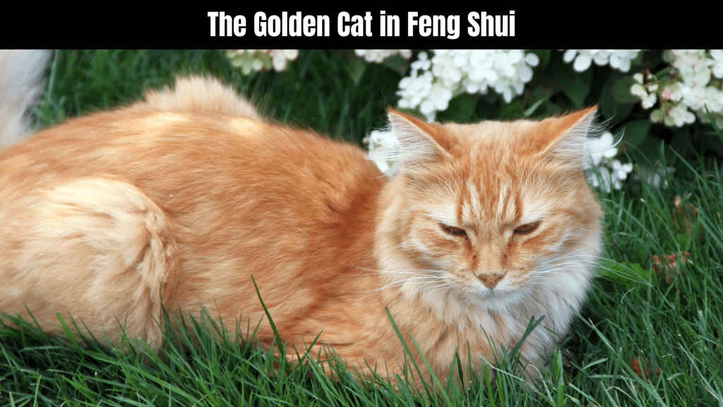 Golden Cat Spiritual Meaning
