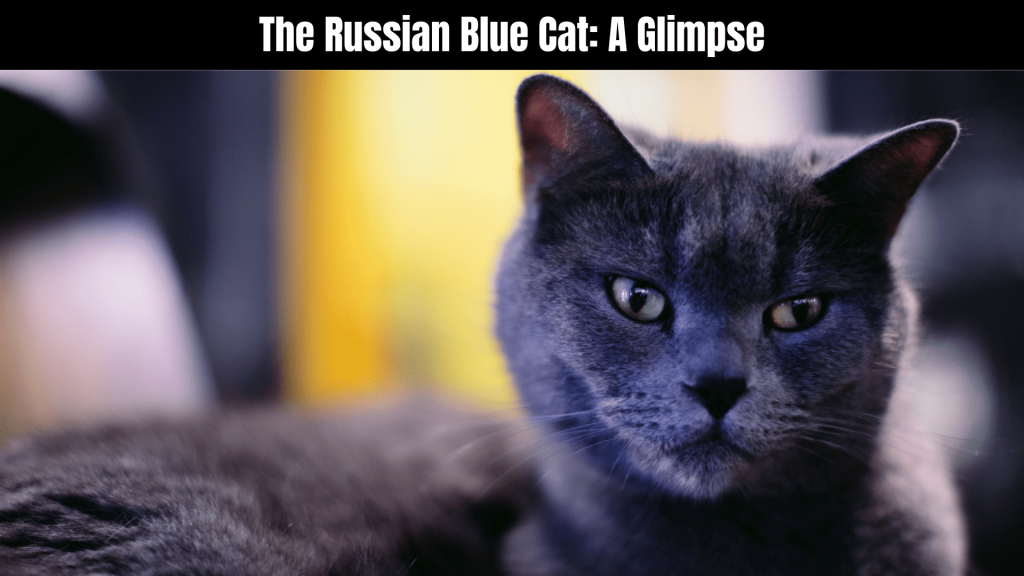 Russian Blue Cat Spiritual Meaning