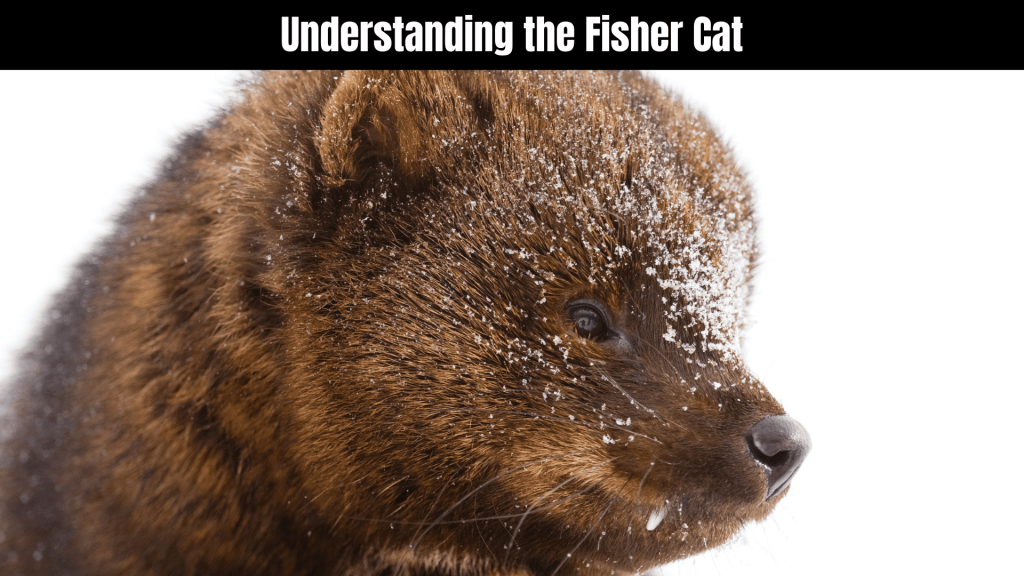 Fisher Cat Spiritual Meaning