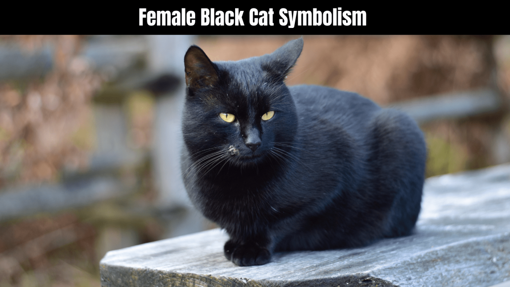  Female Black Cat Spiritual