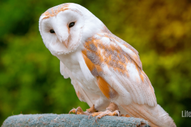 Spiritual Meaning of Owls